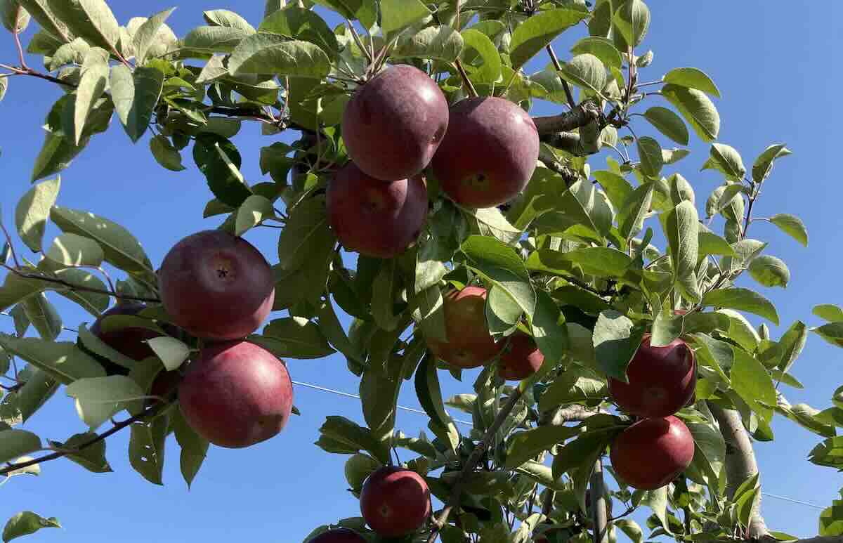 Apple Picking (Members Only)